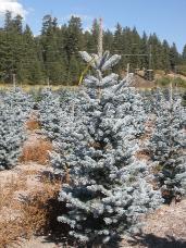 Colorado Spruce